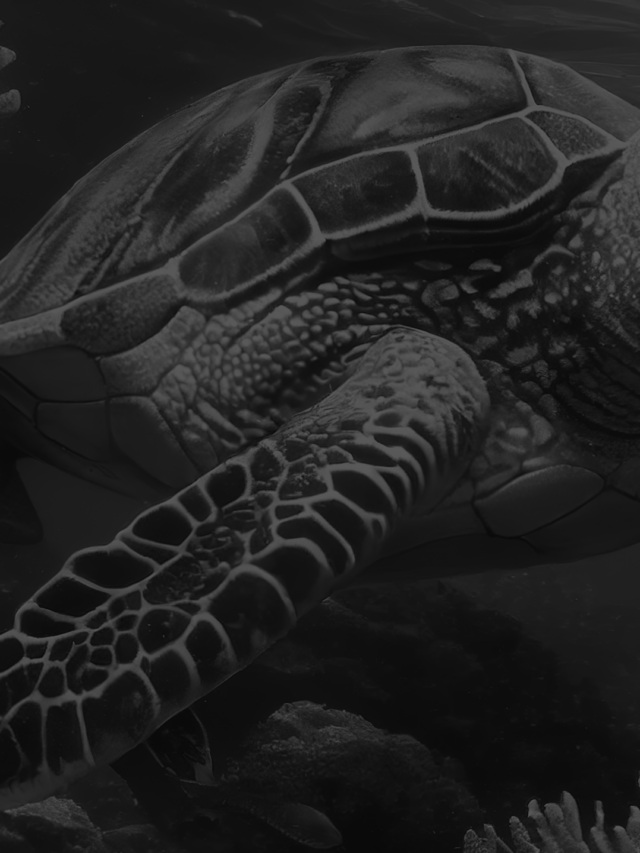 Como fazer Diagrama Tartaruga Aprenda